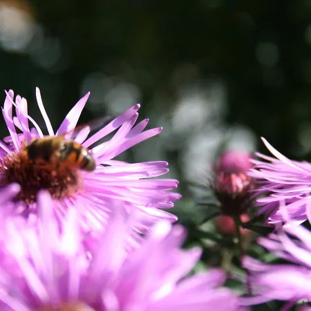 Small With Large Garden Near The Czech Border *
