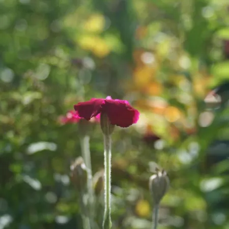 Small With Large Garden Near The Czech Border